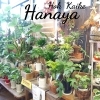 「『はなやホック皆生店』観葉植物part2」