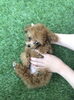 やさしく仰向けに♡「ぱぱ＆まま募集中　╰(*´︶`*)╯♡」