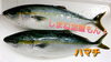 「○本日のお刺身○【しまね定置もん】ハマチ、【島根県産】天然タイ」
