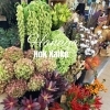 秋の花々「【はなやホック皆生店】秋の店内」