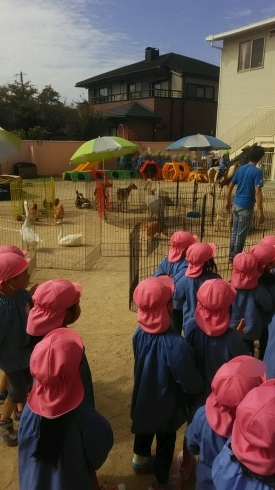 「一日動物園」