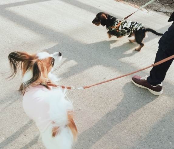 「お泊り保育園★新潟市犬の保育園♪犬の社会化わんちゃんのしつけHappyTail」