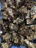 水揚げされた岩牡蠣「岩牡蠣始まりました」