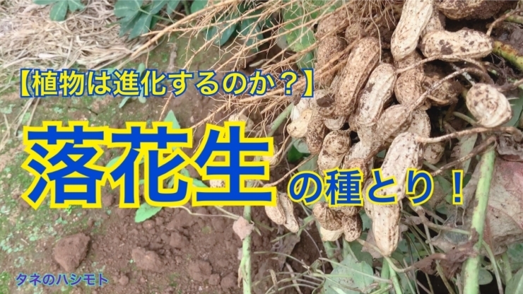 「【ダーウィンの進化論？】落花生の栽培　　タネのハシモト」