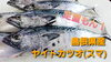 「○本日のお刺身○【しまね定置もん！】ヤイトカツオ、イサキ」