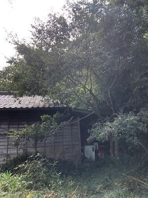 伐採「家の枝おとし風景」