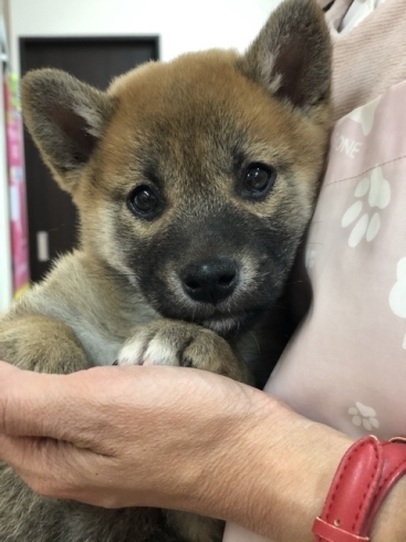 柴犬　仔犬　入荷しました。165,000円税込「創業30周年祭お礼」