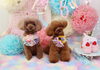 Happybirthdayモコちゃん&SUBくん「Anniversaryphoto　(*^-^*)」