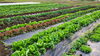 葉物野菜も最高の完成度、嬉しい結果です！「⭐カラフル野菜の小山農園、2年ぶりに順調な収穫の秋⭐」