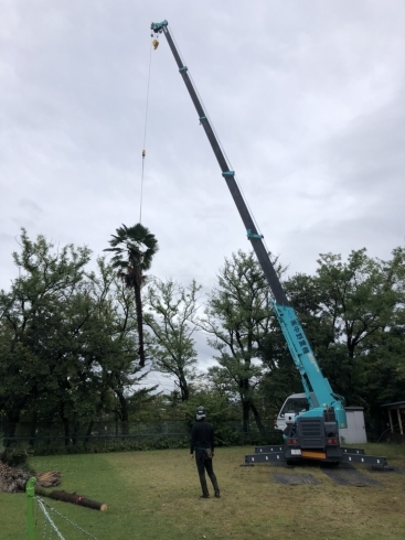 「伐採作業　in枚方某中学校」