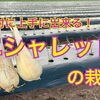 【プロが教える】エシャレット栽培　タネのハシモト