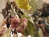 秋のお花 ケイトウやその他のドライフラワー「今の季節感にピッタリのドライフラワーで雰囲気のあるお部屋に❗ 」