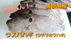 「○本日のお刺身○【定置もん！】島根県産ウスバハギ、大アジ」