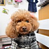 オリジナル犬服・雑貨も取り扱っています　