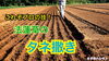 「【必見！】ほうれん草の種撒き　タネのハシモト」
