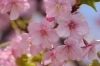 「ＳＡＫＵＲＡ☆」