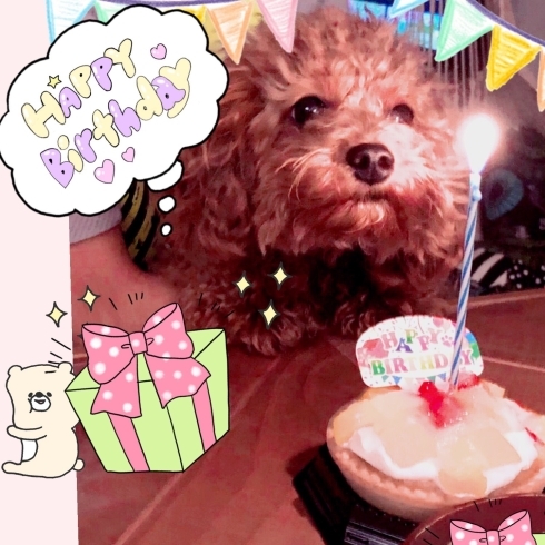 愛犬の誕生日「愛犬の誕生日」