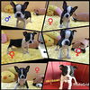 「ボストンテリア子犬メンバー 1匹　またデビューしました〜！」
