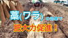 「【やさしい土】上品なサツマイモ栽培　タネのハシモト」