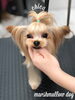 オシャレわんこ　ちこちゃん「オシャレわんこ♡＆予約状況　^ - ^」
