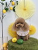 チャコちゃん「わんことレモン🍋」