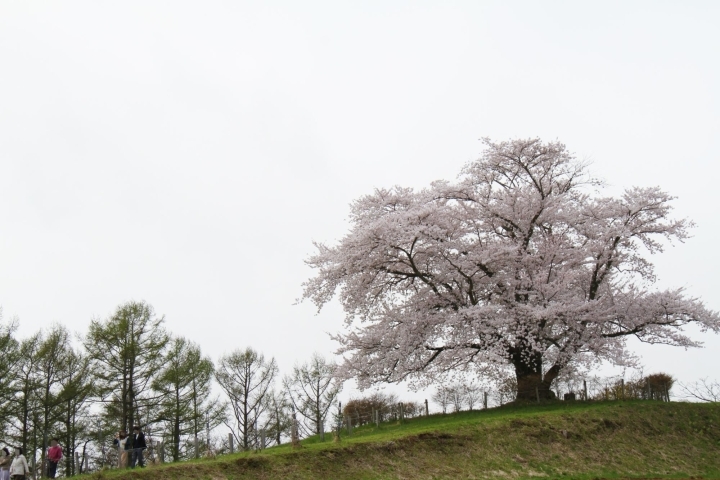 八幡平 為内 いない の一本桜 お花見特集 まいぷれ 盛岡 滝沢 二戸 八幡平 雫石