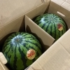 「千葉県産　「すいか」の入荷も始まりましたー🍉」