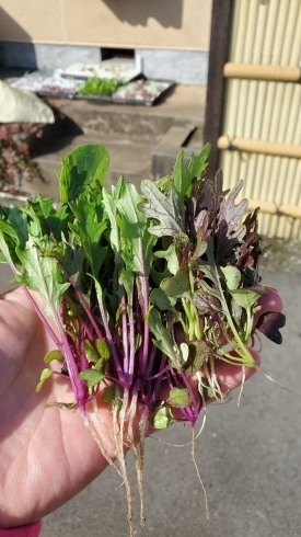 紫水菜と紫からし菜のベビーリーフ！「⭐カラフル野菜の小山農園、ベビーリーフも収穫開始⭐」