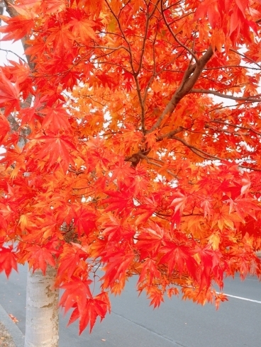 紅葉「秋の学び」