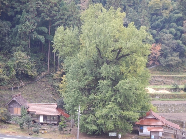 「10月30日の香淀の大イチョウの様子」