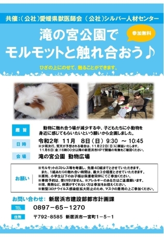 「【第３回モルモットのふれあいイベント】2020年11月8日(日)、滝の宮公園にて行います！」