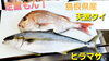 「○本日のお刺身○【しまね定置もん！】天然タイ、ヒラマサ」