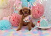Happybirthdayモコちゃん「Anniversaryphoto　(*´ω｀*)」