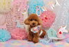 Happybirthdayレオくん「Anniversaryphoto　ヾ(＠⌒ー⌒＠)ノ」