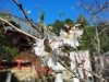 「浜松で見られる秋に咲く桜！」