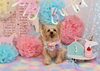 Happybirthdayころんくん「Anniversaryphoto　(*´ω｀*)」