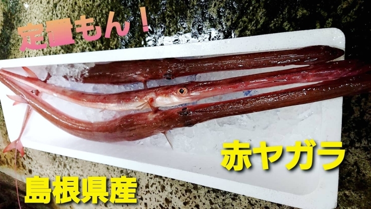 本日のお刺身 定置もん 島根県産赤ヤガラ 大ハマチ 寺津屋 仕出し 会席料理のニュース まいぷれ 松江