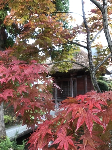 紅葉とても見頃です！「見頃です！！」