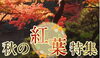 秋の紅葉特集「ゆたか旅案内所セレクト！【紅葉特集】」