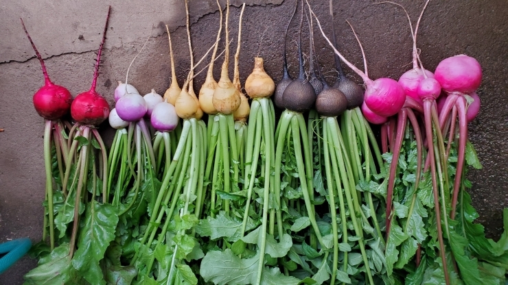 カラフル根菜です！「⭐カラフル野菜の小山農園、色とりどりの根菜類⭐」