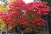 高野山の紅葉「今が見頃！高野山の紅葉紹介」