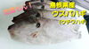 「○本日のお刺身○【定置もん！】島根県産ウスバハギ、キツネカツオ」