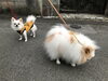 「　英語クラス　生徒募集！」