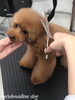 エマちゃんカット中〜「秋のオプションキャンペーン　^o^」