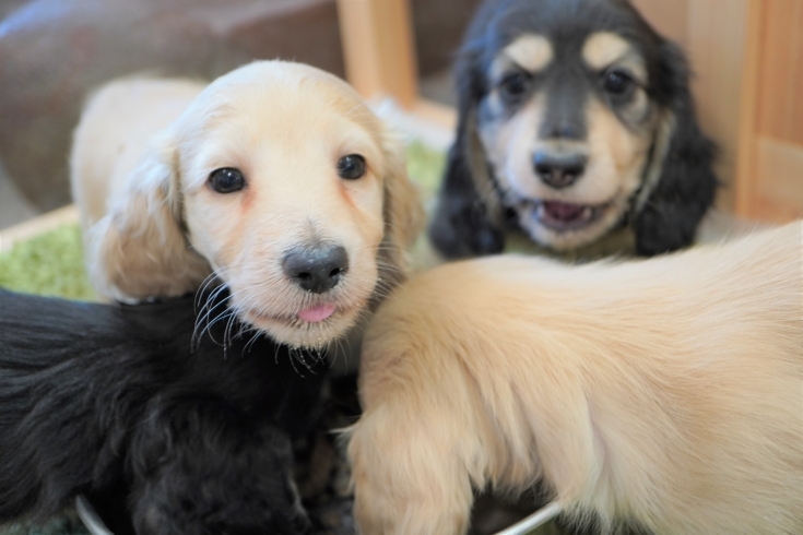 「ミニチュアダックス子犬情報」