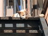 「野良さん」