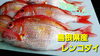 「○本日のお刺身○【定置もん！】島根県産レンコダイ、キツネカツオ」