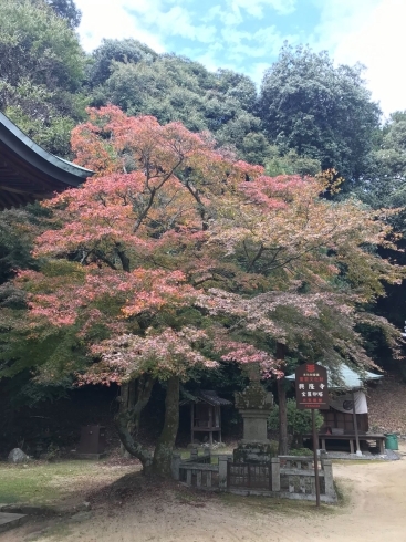「「もみじ寺」で有名な西山興隆寺の紅葉がもうすぐみごろです！」