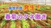 発芽の問題 春菊の種蒔き タネのハシモト タネのハシモトのニュース なめがた日和 行方市