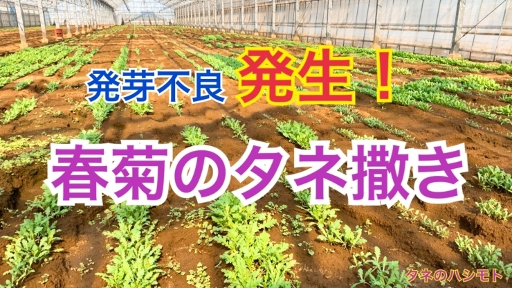 発芽の問題 春菊の種蒔き タネのハシモト タネのハシモトのニュース なめがた日和 行方市